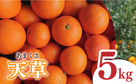 【2027年1月下旬から発送予定】天草 小玉 5kg 愛媛県 中島産 | 家庭用 蜜柑 ミカン みかん 甘い 濃厚 柑橘 人気 お取り寄せ 期間 数量 限定 愛媛 松山【NM017】
