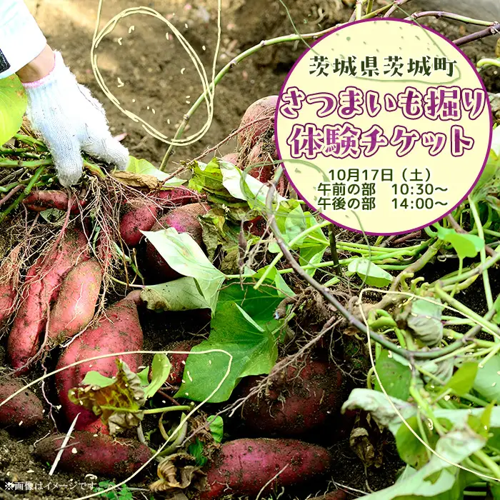 491 さつまいも掘り 体験チケット （４名まで利用可能）