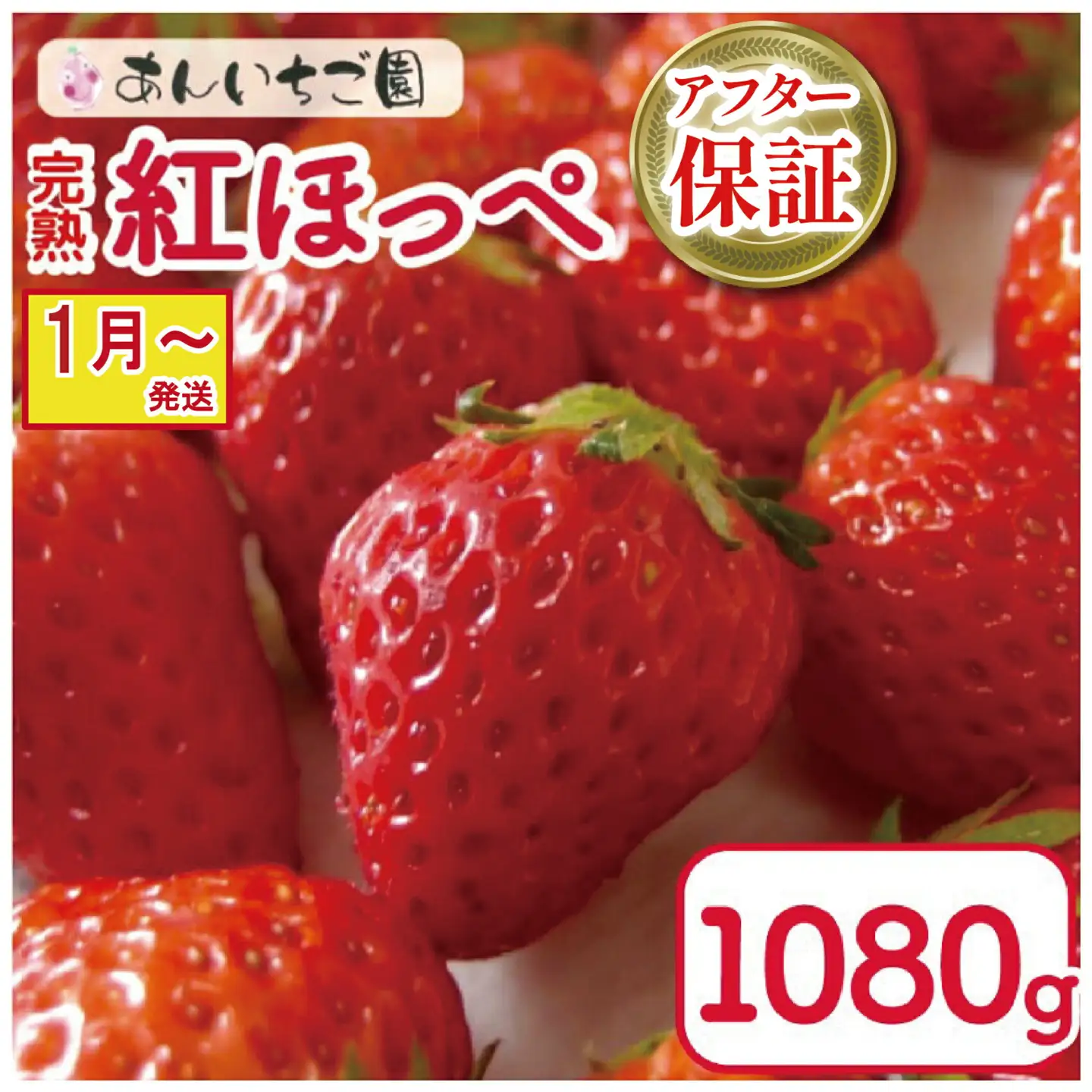【 いちご 】 紅ほっぺ 1080g 1月～順次発送
