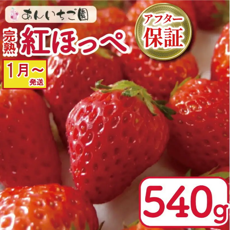【 いちご 】 紅ほっぺ 270g×2パック いちご 