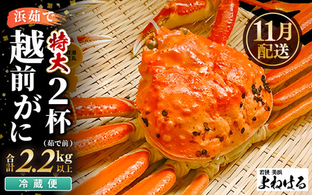 【先行予約】≪浜茹で≫ 天然 越前がに 特大 (茹で前1.1～1.3kg) × 2杯 冷蔵ですので、届いてすぐお召し上がりいただけます！ タグ付 福井を代表する冬の味覚！【2026年11月中旬以降順次発送予定】【越前ガニ 越前蟹 かに ずわい ズワイ 福井】[m17-x004_11] 