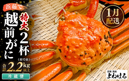 【先行予約】越前がに 特大 (茹で前1.1～1.3kg) × 2杯 【2027年1月上旬以降順次発送予定】新鮮 越前がに [m17-x004_01] 