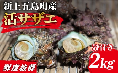 新上五島町産活サザエ 殻付き2kg[RBK001] さざえ サザエ 海鮮 さざえ サザエ 海鮮 さざえ サザエ 海鮮 さざえ サザエ 海鮮 さざえ サザエ 海鮮九州 長崎