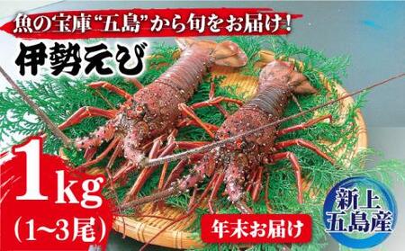 伊勢海老 1?3尾（約1.0kg）[RBN003]  九州 長崎