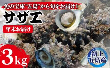 サザエ 3.0kg程度[RBN004]  九州 長崎