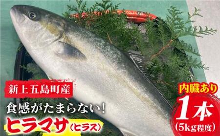 新上五島町産養殖ヒラマサ（ヒラス）1本[RBP005] ヒラマサ ヒラス ヒラマサ ヒラス ヒラマサ ヒラス ヒラマサ ヒラス ヒラマサ ヒラス ヒラマサ ヒラス ヒラマサ ヒラス九州 長崎