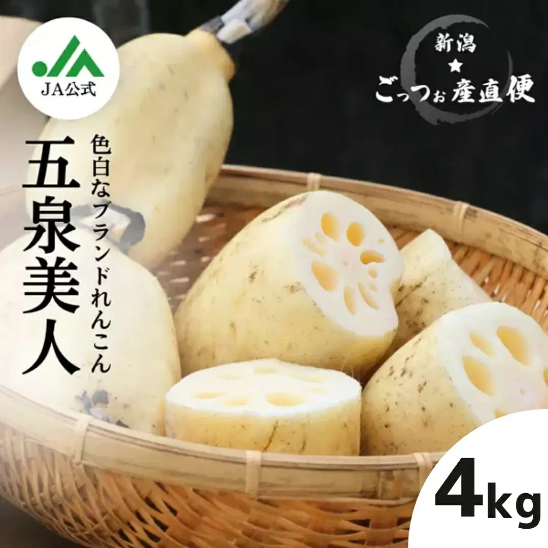 【先行予約】美白れんこん 五泉美人 4kg 五泉蓮根生産組合 | レンコン れんこん〈2026年10月中旬から順次発送〉