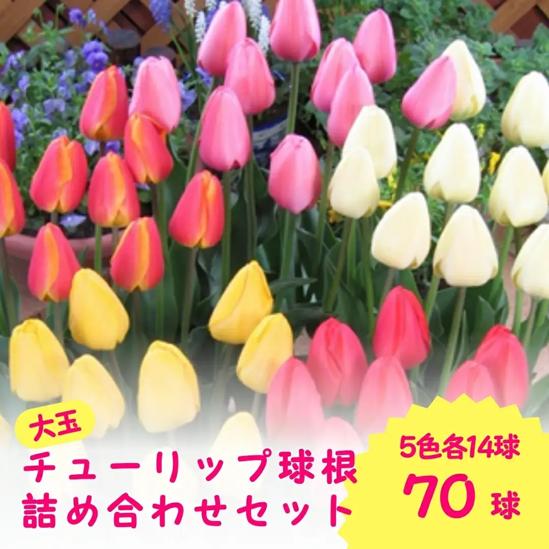 チューリップ 球根 特大球 70球 5色 各14球 新潟 五泉市 期間限定
