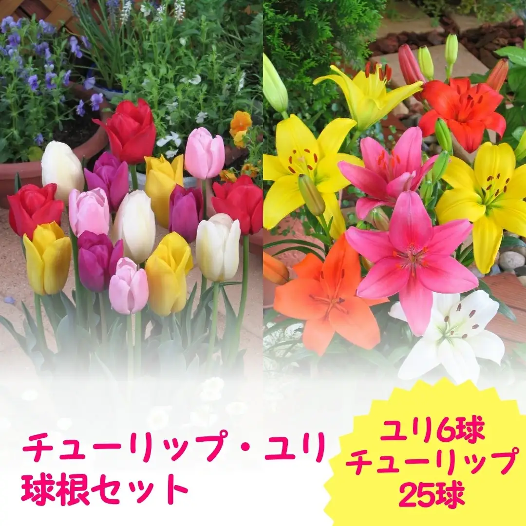 【期間限定】チューリップ・ユリ球根セット | 新潟県 球根 五泉市
