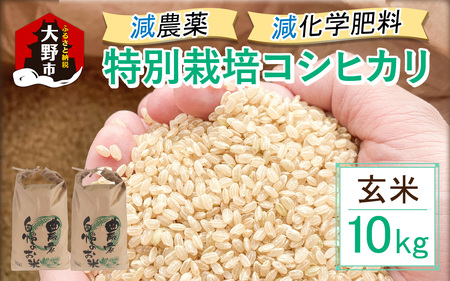 【先行予約】【令和7年産 新米】減農薬・減化学肥料の特別栽培コシヒカリ 玄米 10kg（5kg×2袋） 農家直送 福井県大野市産
