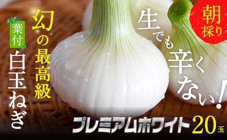 浜松篠原産【葉付新白玉ねぎ】プレミアムホワイト20玉【A級品L玉】 野菜 たまねぎ タマネギ 