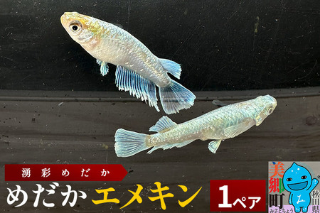 めだか エメキン (1ペア) メダカ 生体 観賞用 魚 ペット 観賞魚