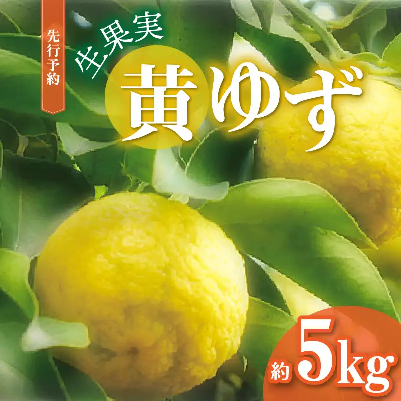 訳あり 黄ゆず 生果実 約5kg_MM0106