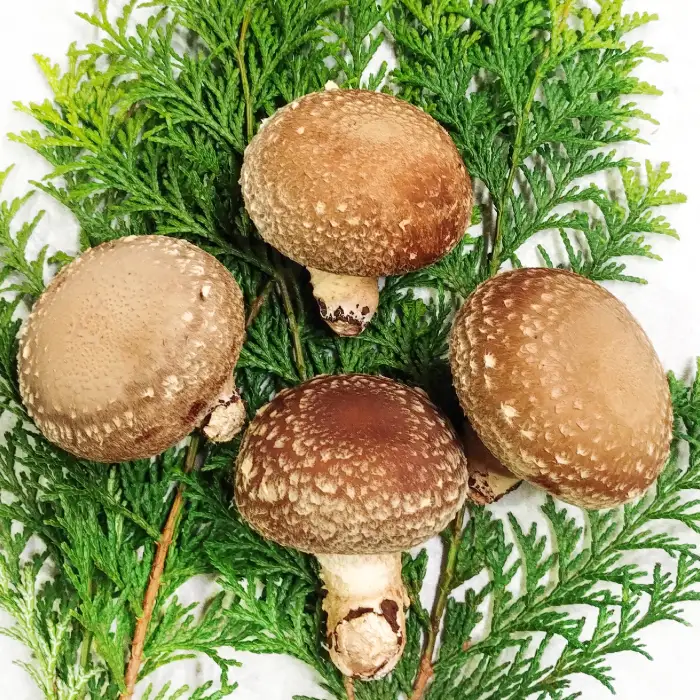 「奥出雲椎茸」贈答用特選 500g【椎茸 生しいたけ 肉厚 収穫直後 新鮮 菌床栽培 国産 旨味たっぷり きのこ キノコ 野菜 料理 食品 贈答用 特選 プレゼント 贈り物 ギフト】
