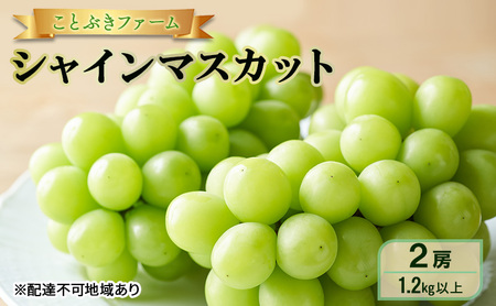 シャインマスカット ぶどう 岡山県産 シャインマスカット 【2房 1.2kg以上】【先行予約】