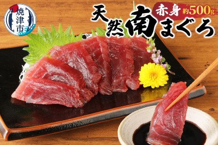 焼津港水揚げ ・南まぐろ (a10-430)