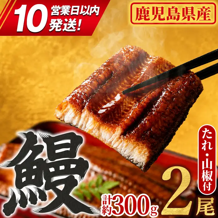 【0104347a-10E】＜10営業日以内発送＞東串良町のうなぎ蒲焼(無頭)(2尾・計約300g・タレ、山椒付) うなぎ 高級 ウナギ 鰻 国産 蒲焼 蒲焼き たれ 鹿児島 ふるさと 人気 スピード発送 スピード便 【アクアおおすみ】