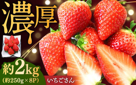 【2027年2月下旬発送】いちごさん 約2kg（約250g×8パック） / 佐賀県 / リフルット株式会社 [41ABAA004]