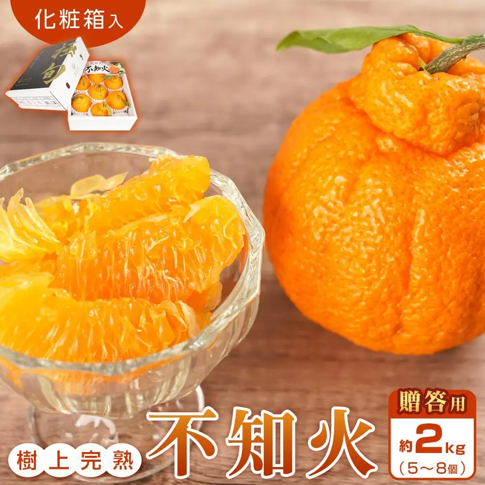 ［贈答用化粧箱入］ 不知火 樹上完熟 約2kg （5～8個入）［2027年2月末頃から3月末頃発送］［KG10］