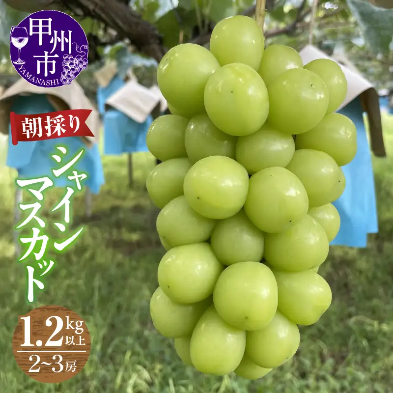 【農家直送】【クール便でお届け】シャインマスカット 1.2kg以上（2～3房入）【2026年発送】（ABE）B12-900 シャインマスカット フルーツ