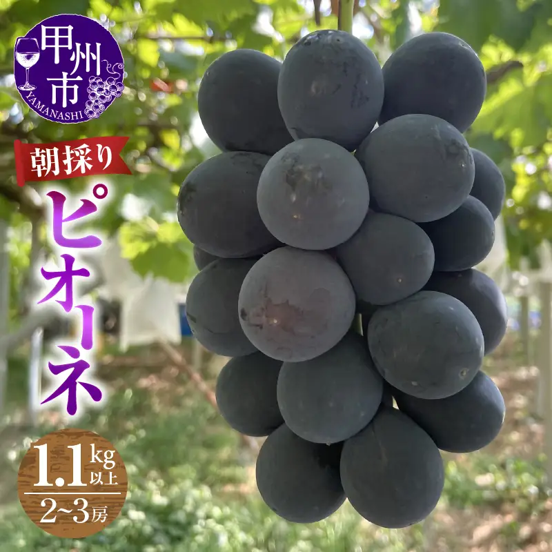 【農家直送】【クール便でお届け】ピオーネ 1.1kg以上（2～3房入）【2026年発送】（ABE）B12-901 ピオーネ フルーツ