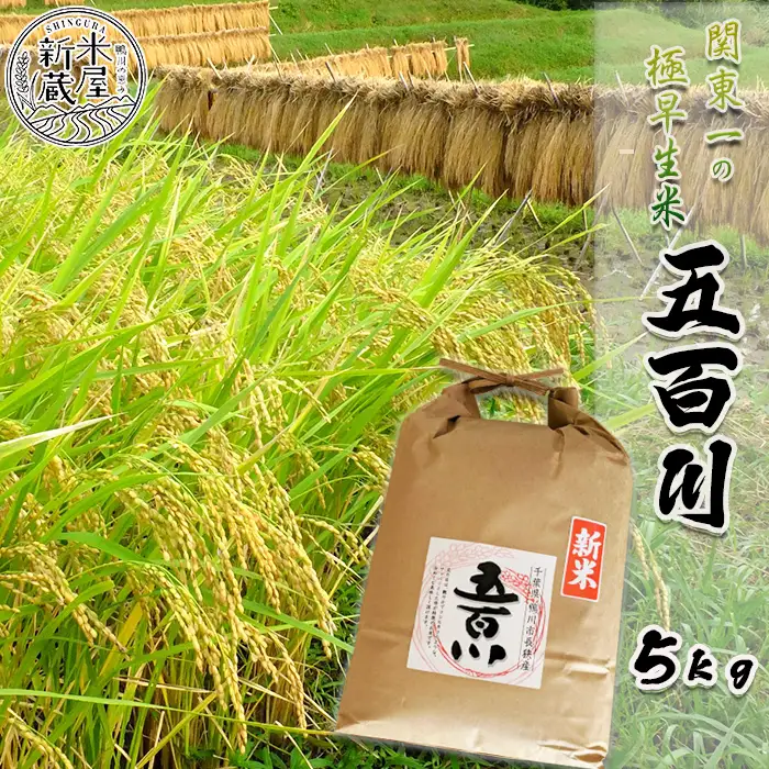 《令和７年産》【米屋新蔵】関東一の極早生米『五百川』５kg　[0016-0026]