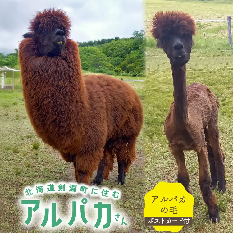 アルパカ アルパカの毛 ポストカード