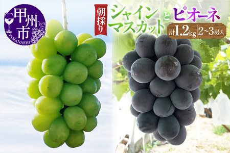 【農家直送】【クール便でお届け】ピオーネ・シャインマスカット詰合せセット 1.2kg以上（2～3房入）【2026年発送】（ABE）B12-902 ぶどう シャインマスカット フルーツ