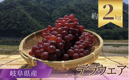 長良ぶどう デラウエア 約2ｋｇ【6月末までの入金で今期の発送】 ブドウ 葡萄 皮ごと 岐阜市/JAぎふ[ANAS013]