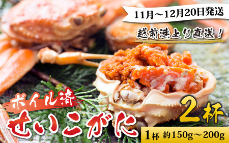【先行予約】越前港より直送！ せいこがに（約150～200g）2杯※発送前に在宅確認の電話連絡をいたします!【11月～12月発送】  海鮮  ボイル 