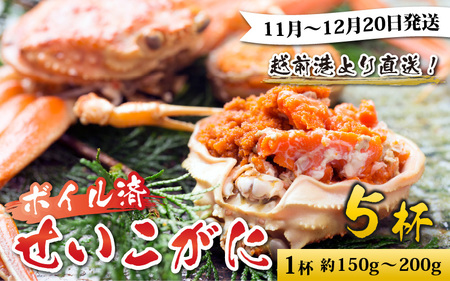 【先行予約】越前港より直送！ せいこがに（約150～200g）5杯※発送前に在宅確認の電話連絡をいたします!【11月～12月発送】 海鮮  ボイル 