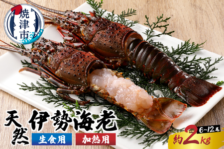 伊勢海老 三昧セットC 刺身用＋焼物用 (b100-035)