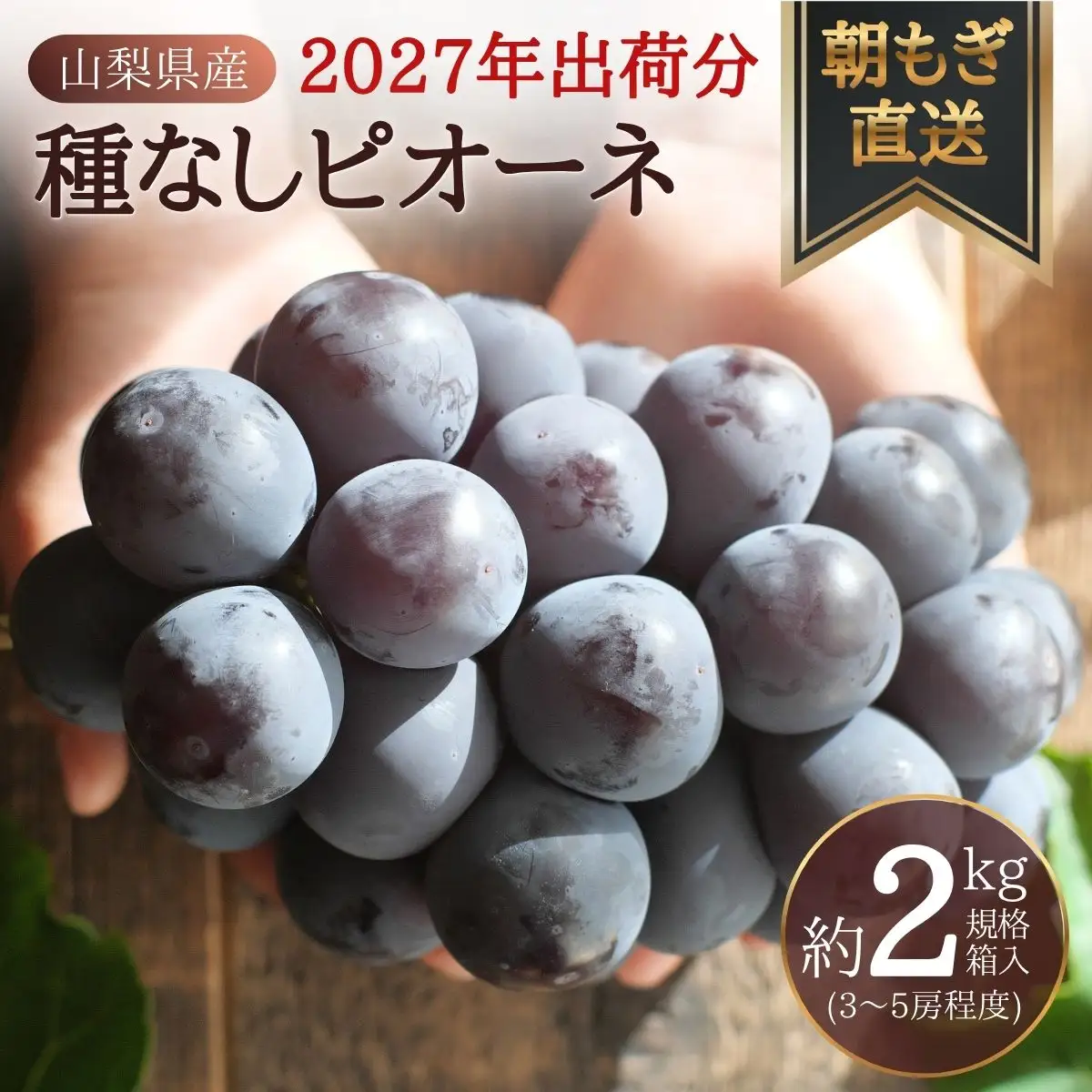 【2027年先行予約】朝もぎ直送！『 種なし ピオーネ 』 3～5房 約2kg規格箱入り フルーツ 果物 くだもの ぶどう ブドウ 葡萄 甘い 旬 新鮮 朝採れ ジューシー 種無し 山梨 歴史と伝統を受け継ぐ達人のこだわり葡萄【tab0183】