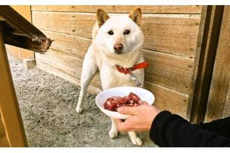 捕獲後2時間以内に解体！ 新鮮ペット用鹿肉1kg【tab0048】