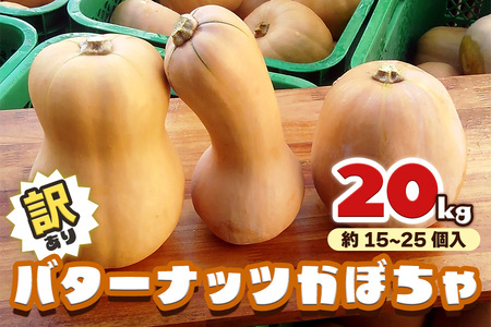 [訳あり] バターナッツかぼちゃ 20kg【数量限定／期間限定】9月下旬より順次発送｜南瓜 カボチャ 産地直送 農家直送 野菜 訳あり品 甘楽町産 群馬県産 吉田農場 訳アリ ワケあり [0216]