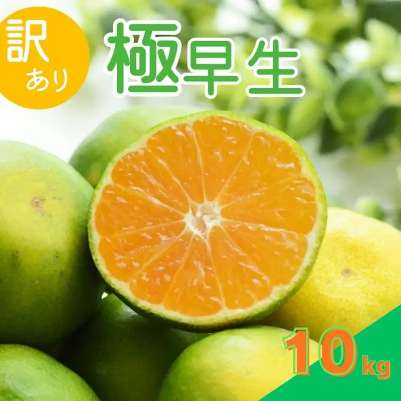 【2026年秋頃発送予約分】【訳あり】こだわりの極早生みかん 約10kg ※2026年9月～10月に順次発送予定（お届け日指定不可） サイズ混合 有田産 / みかん ミカン 有田みかん 和歌山 フルーツ 果実 柑橘 くだもの 果物 予約販売【nuk167B】