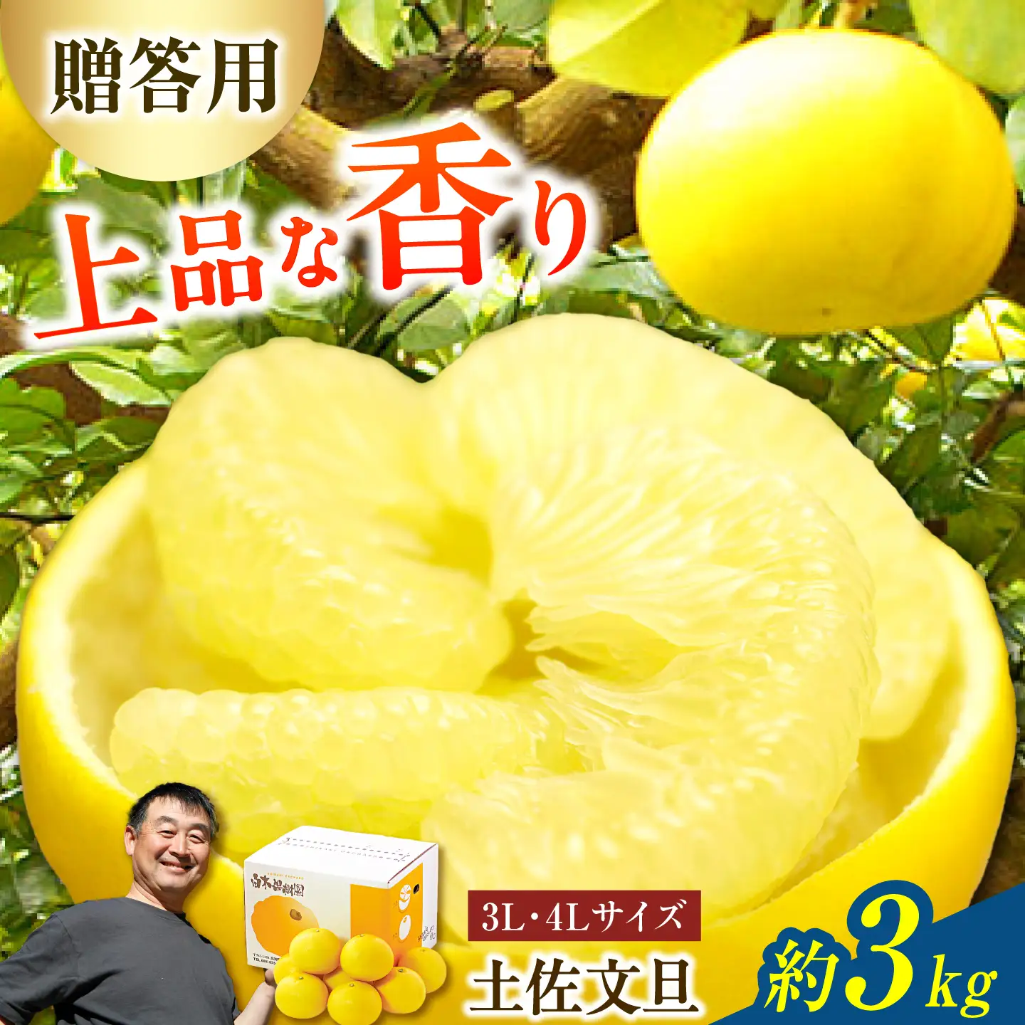 【先行予約】果樹園直送！土佐文旦 特選品贈答用（3L?4Lサイズ）約3kg（5個入り） 高知県土佐市 【株式会社SHIRAKI】 [BQAI002]