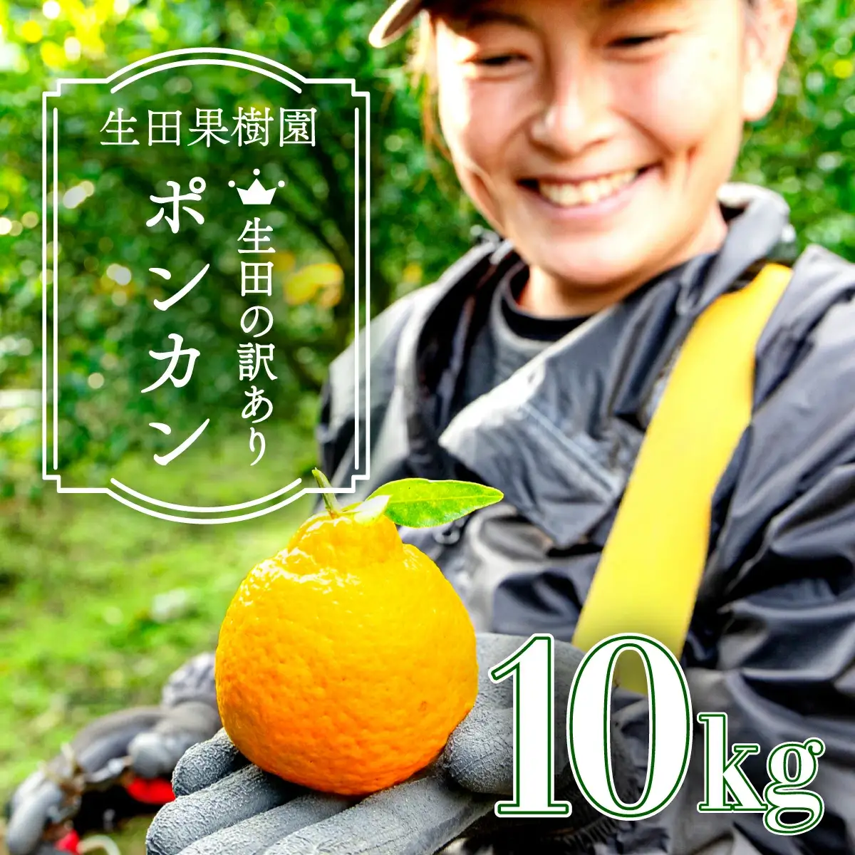 ＜先行予約＞生田の訳ありポンカン【10kg】16 [I-02] 【生田果樹園】