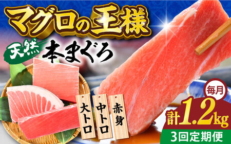 【全3回定期便】天然 本まぐろ 大トロ・中トロ・赤身（約200ｇ×6柵）約1200ｇ  鮪 マグロ 魚 刺身 横須賀【横須賀商工会議所 おもてなしギフト事務局（本まぐろ直売所 横須賀本店）】 [AKAK077]