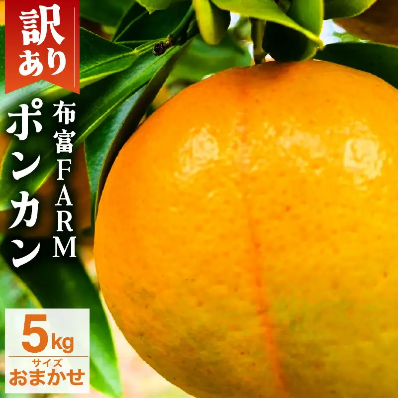 【先行予約】訳ありポンカン　サイズおまかせ　5kg　NT6 [N-05] 【布富FARM】