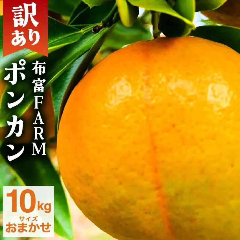 【先行予約】訳ありポンカン　サイズおまかせ 10kg　NT1 [N-06] 【布富FARM】