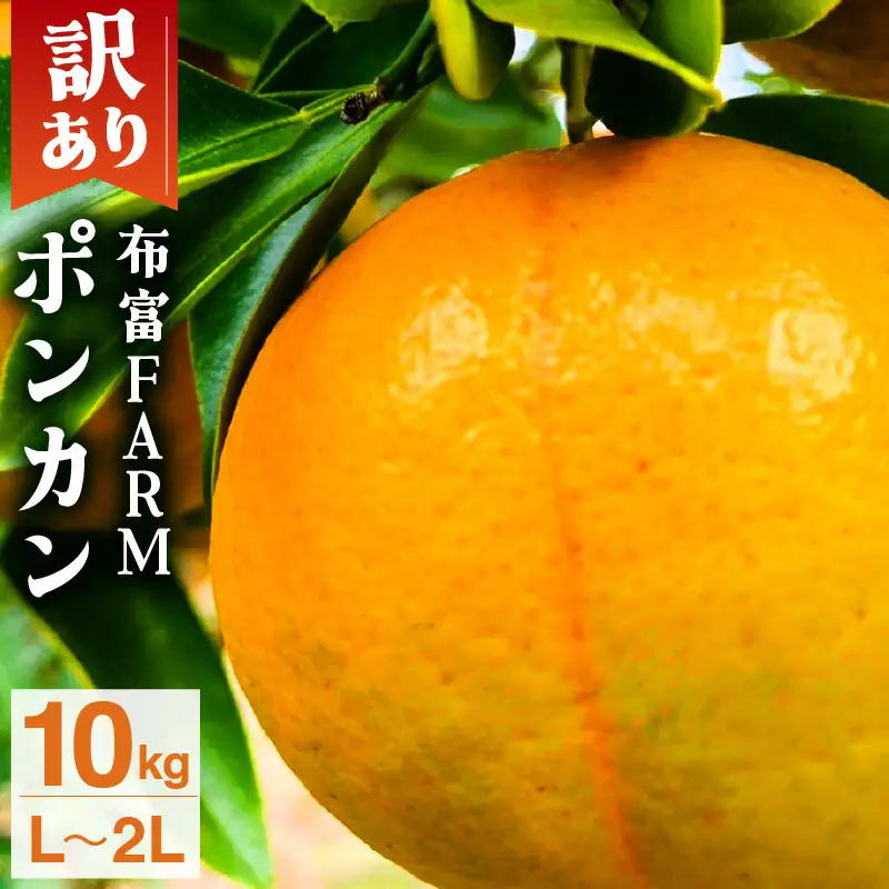 【先行予約】訳ありポンカン　L?2Lサイズ 10kg　NT5 [N-04] 【布富FARM】