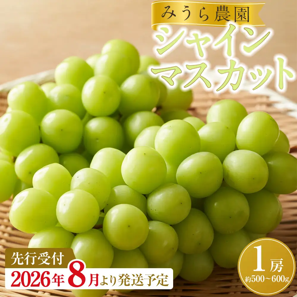 【2026年発送分先行予約】シャインマスカット １房（約500～600g）【2026年9月上旬以降順次】