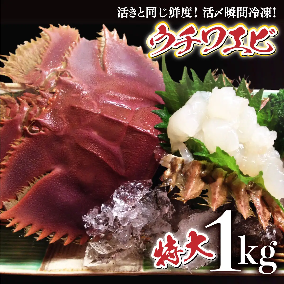 活〆ウチワエビ特大 1000g(5～6尾)
