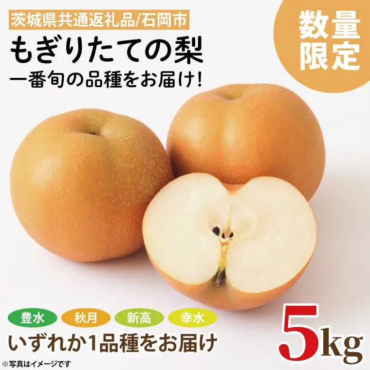 【数量限定】もぎりたての梨！5kg！一番旬の品種をお届け！（幸水・豊水・秋月・新高いずれか1品種）（KR-2）