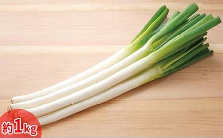今金産軟白長ねぎ  葱 ねぎ ネギ 野菜 食品 北海道 今金町 F21X-247