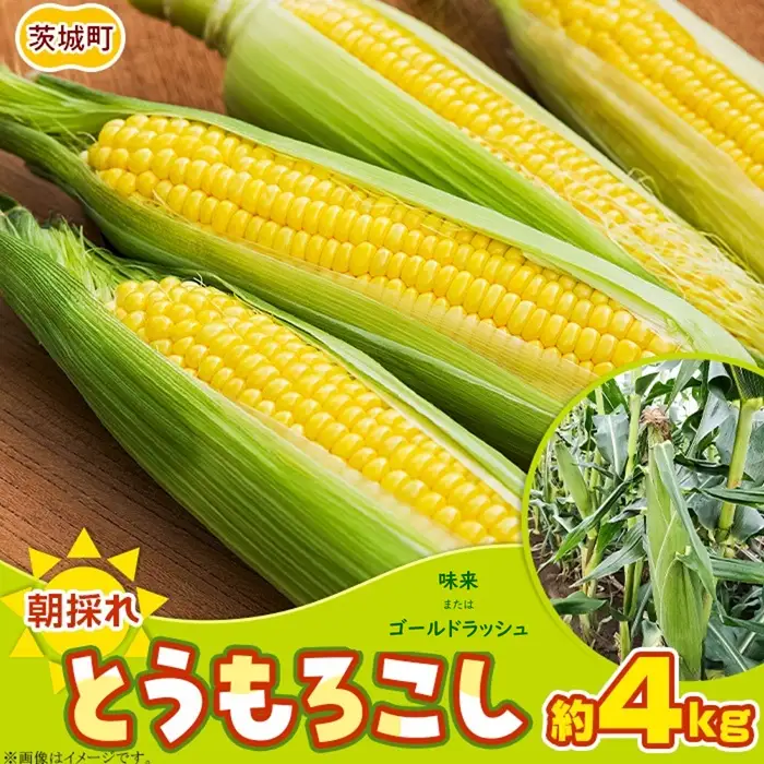 494 とうもろこし 約4kg（味来またはゴールドラッシュ）スイートコーン 2026年10月中旬～11月上旬ころ発送予定 岩崎農園