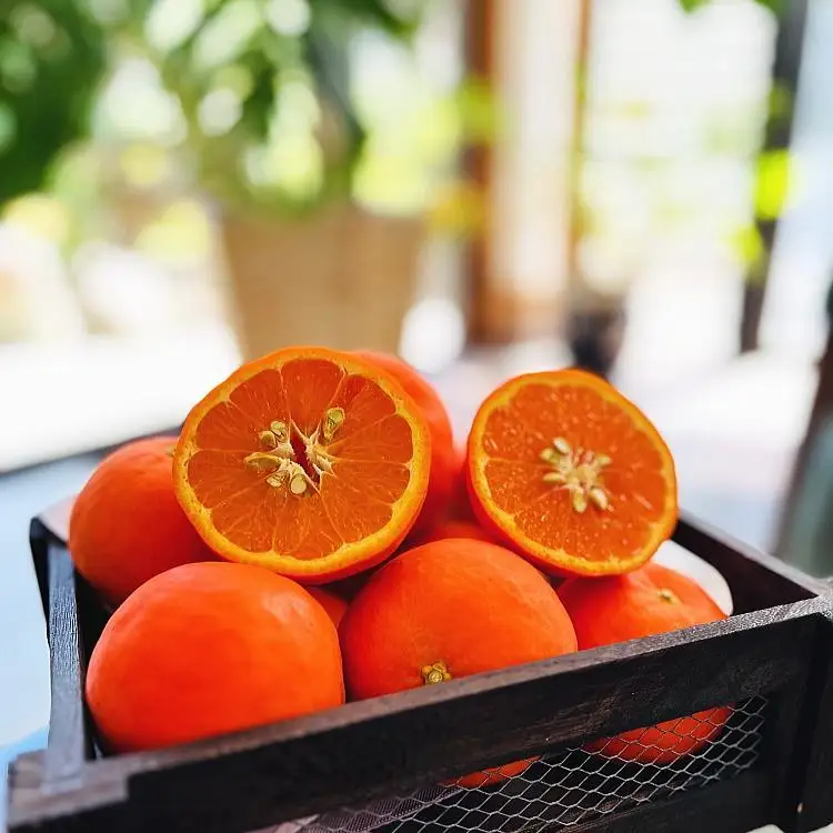 有田育ちの セミノールオレンジ (ご家庭用) 約10kg［先行予約・2027年4月～発送］［MS58］