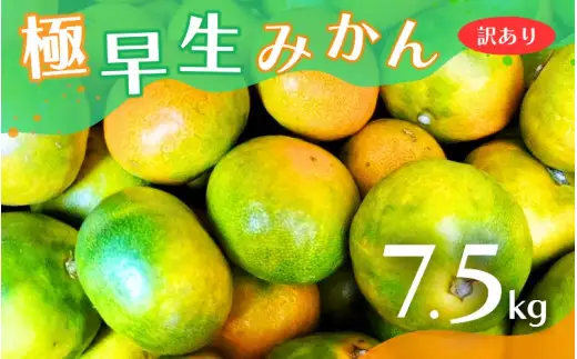【2026年秋頃発送予約分】【訳あり】こだわりの極早生みかん 約7.5kg ※2026年10月～11月に順次発送予定（お届け日指定不可） 有機質肥料100% サイズ混合  有田産【nuk166B】 