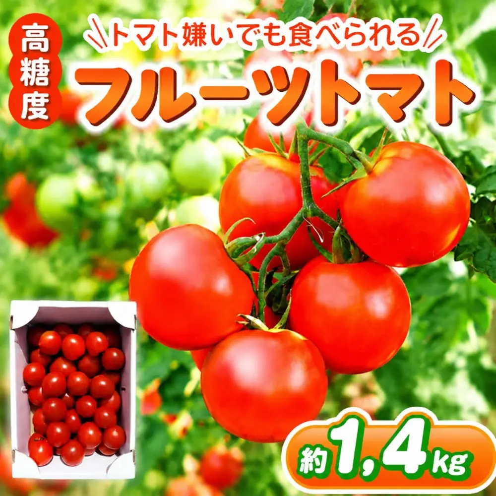 フルーツトマト 約1.4㎏ | 鈴木農園 トマト とまと 中玉トマト 大容量 